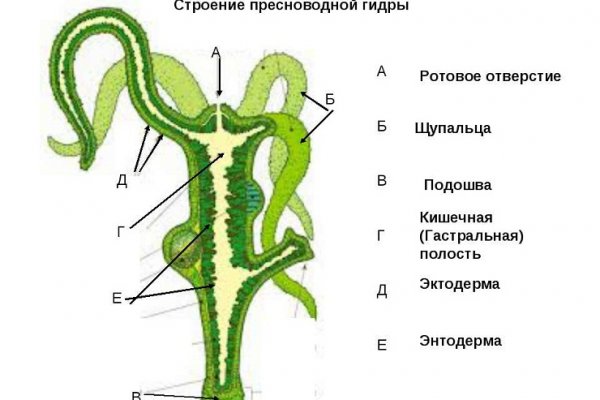 Кракена net